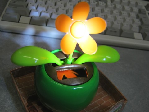 2012-12-17_YuRax2_Flower_22.JPG